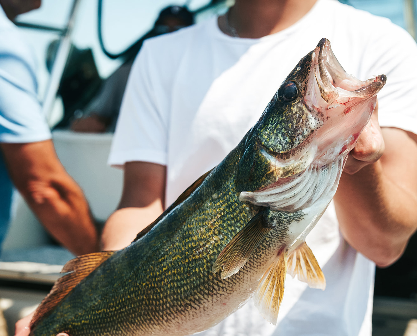 Lazarus Lake Part 3: Lake Erie is the Greatest Walleye Fishery