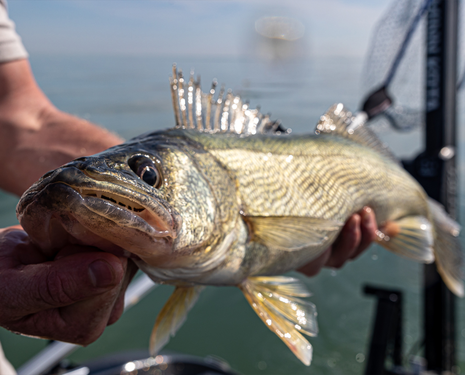 Lake Erie Spring Walleye Fishing