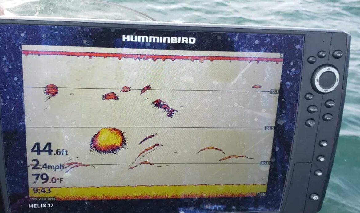 A fishing reading of Walleye during warm water conditions