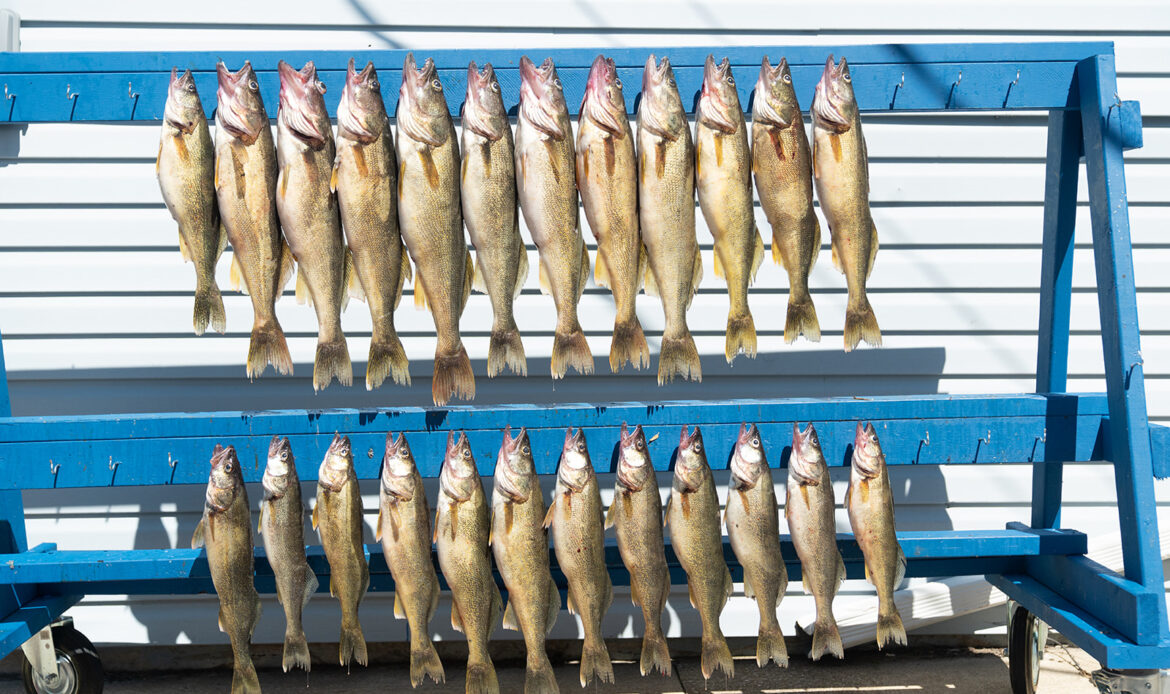 The Insane Cult of the Lake Erie Walleye