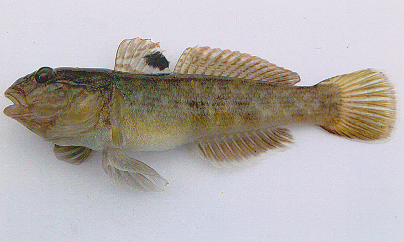 A Lake Erie goby