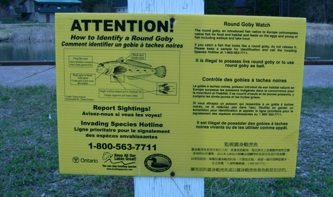 Goby identification poster